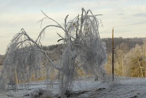 Damaged and ice-covered tree in an icy landscape