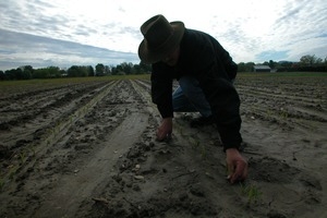 Lazy Acres Farm (Zuchowski Farm): Allan Zuchowski inspecting the soil in a newly planted corn field