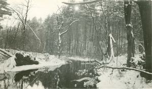 Forestry and Wildlife Management - Mt. Toby Forest