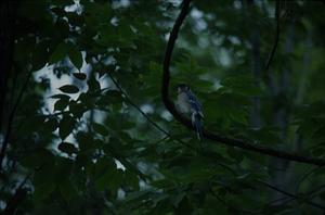 Blue jay near nest on edge of Buxton Gardens.