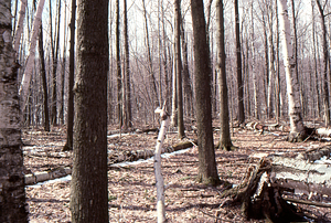Birch Strips - White Birch Regeneration Study - White Birch Study Area. Isolation Strip 1.5