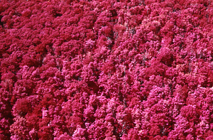 Aerial false color IR image of east side of Taconic Crest at permanent plot 1105. False Color Infrared/True Color Project.