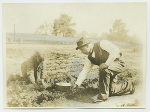 Booker T. Washington and son picking strawberries