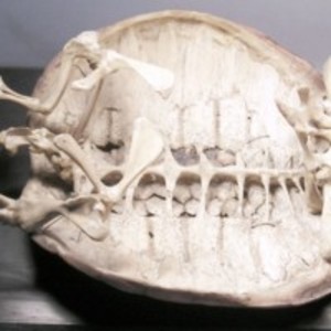 alligator snapping turtle skull