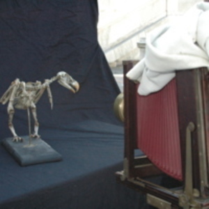 Eagle skeleton [WAM 00161] prepared by Oliver Wendell Holmes