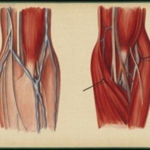 Teaching watercolor of the muscles, nerves, and blood vessels of the inner elbow