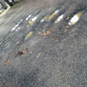 Pothole puddles in Laurel Park