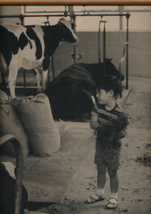 David feeding cows at Watertown Dairy 1970