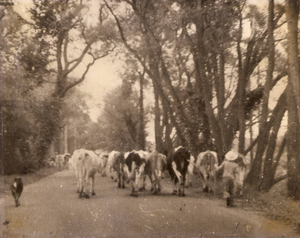 Willard Jorrista driving dairy cows down Union St.