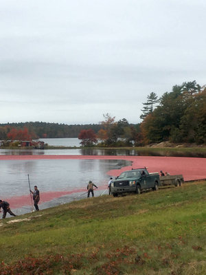 Harvesting cranberries in Plymouth