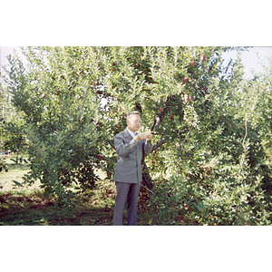 Elderly man stands in an orchard during an apple-picking trip with the Chinese Progressive Association