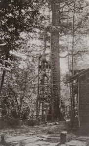 Soldiers climbing a ladder leaning against a tall tree used as an observation post by the Germans