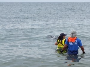 International Fund for Animal Welfare volunteers watch as stranded dolphins swim off away their release into the water