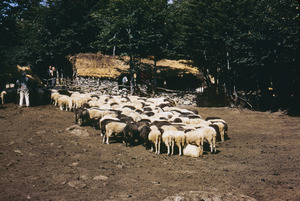 Sheep in Bačilo