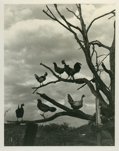 Chickens roosting in tree