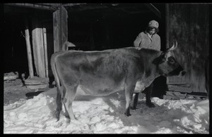 Cow and Nina Keller by the barn in winter, Montague Farm commune