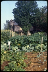 The vegetable garden, Montague Farm Commune