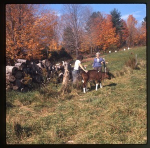 Nina Keller and her mother leading a calf into pasture, Montague Farm Commune
