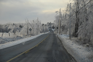 Ice-damaged trees along roadside