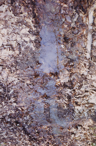 Tire track rutted Upper Loop Trail.