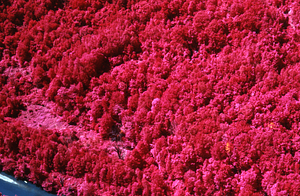 Aerial false color IR image of Northwest Hill Robinson-Towers Tract. False Color Infrared/True Color Project.