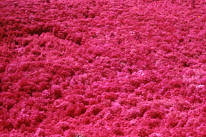 Aerial false color IR image of Moon Lot - Primmer Farm centered on Plot 0822. False Color Infrared/True Color Project.