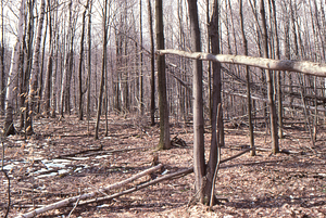 Birch Strips - White Birch Regeneration Study - White Birch Study Area. Strip 1.