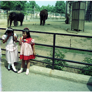Girls eating popsicles at a zoo