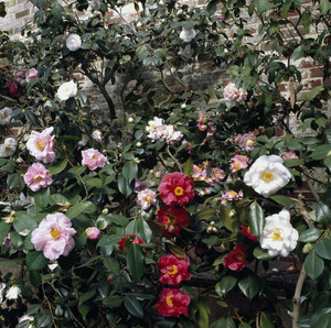 Camellias in greenhouse, Lyman Estate, Waltham, Mass.