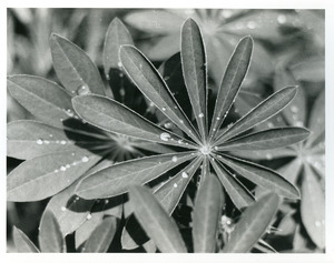 Elaine's lupine with drops