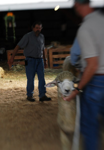 Franklin County Fair: Sheep being judged