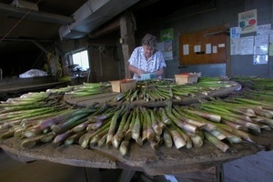 Hibbard Farm: woman at a round table, sorting and bunching asparagus