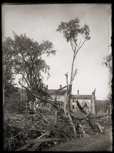 Tree damage in front of Brooks-Fewell House (Greenwich, Mass.)