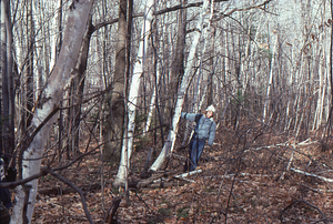 Paper birch on the western edge of the main strawberry - hay field in the Moon Lot - Primmer Farm.
