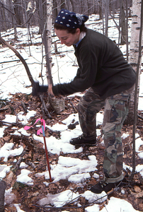 Birch Strips - White Birch Regeneration Study - White Birch Study Area. Amy Smith (Class of 1997) installing a new strip corner marker in Strip 1.