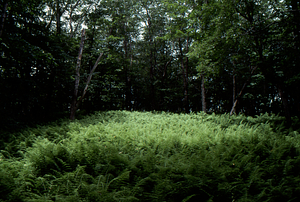 Hayscented Fern Study. 6. Hayscented fern glade and recovered Northern Hardwoods forest near Taconic Crest.