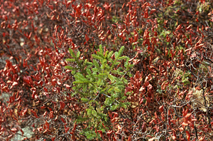 Red spruce (Picea rubens) in heath bald near permanent plot 1205.