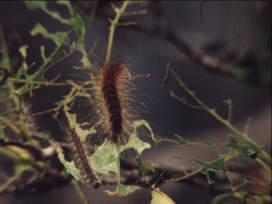 Plum Island Caterpillars