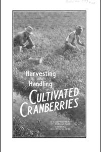 Harvesting and Handling Cultivated Cranberries