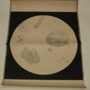 Teaching watercolor of microscopic view of human cells, 1848-1854