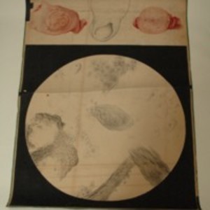 Teaching watercolor of microscopic view of human cells, 1848-1854