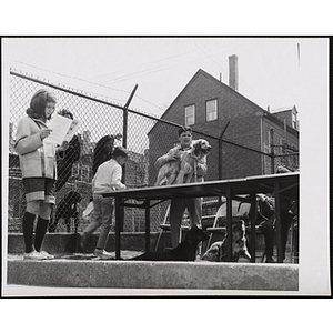 Several boys standing near a chain link fence with their dogs while a girl in the foreground reads a pamphlet in a Boys' Club Pet Show