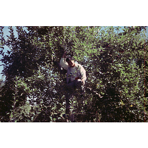 Man climbing an apple tree during a Chinese Progressive Association trip