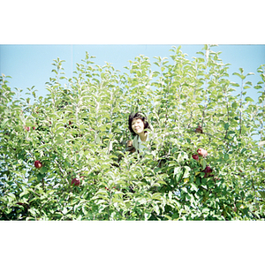 Woman in an apple tree on a Chinese Progressive Association trip