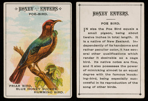 Honey eaters, Poe-bird, location unknown, undated