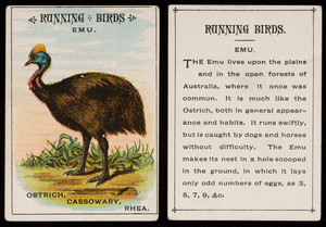 Running birds, emu, location unknown, undated