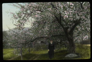 Woman (Mrs. Waugh?) Standing on road by mature apple tree in blossom