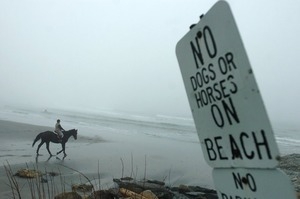 Horse and rider on Sachuest Beach, near Newport, with sign in foreground reading 'No dogs or horses on beach'