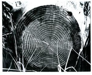 Tree rings