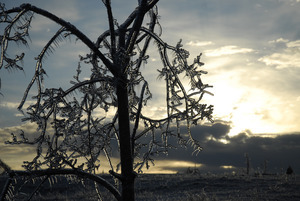 Ice-damaged tree at sunset